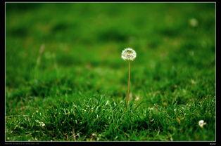 草草春天在线观看,在线观看,感受春日温暖时光 第3张 草草春天在线观看,在线观看,感受春日温暖时光 第3张