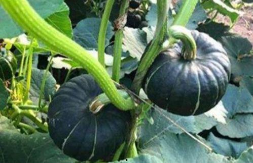 网红本质吃瓜视频,揭秘网红吃瓜视频背后的娱乐真相 第3张 网红本质吃瓜视频,揭秘网红吃瓜视频背后的娱乐真相 第3张